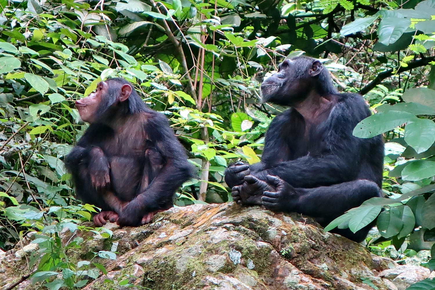 Fascinating Chimps